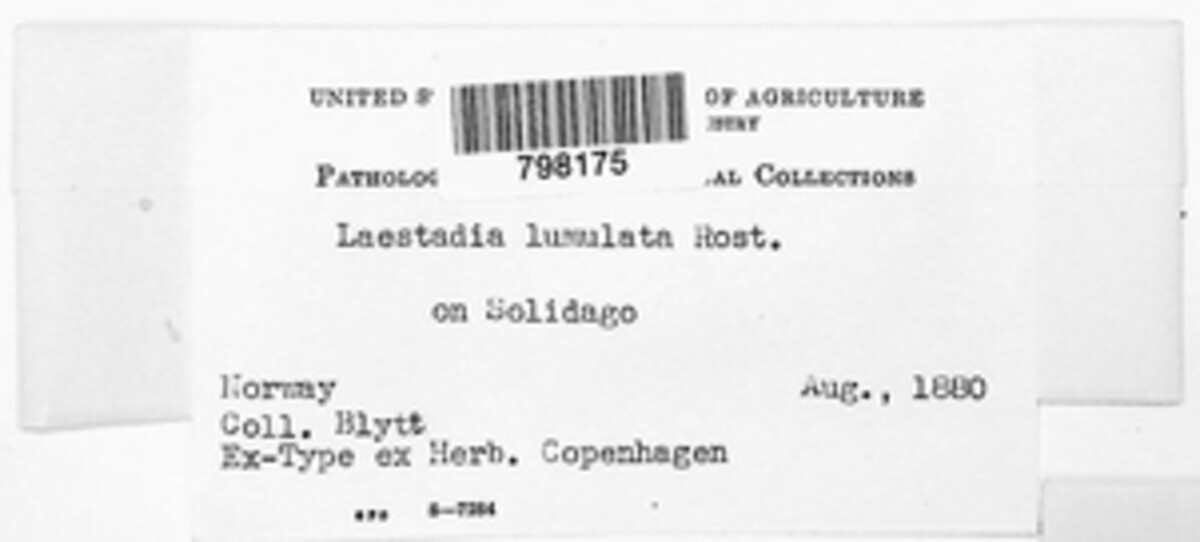 Guignardia lunulata image